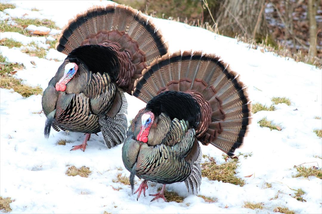 image of two turkeys.